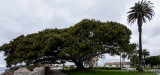 Point Fermin Lighthouse and Tree II