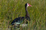 Skull Wing Goose