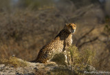 Cheetah Mom And Kits