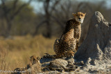 Cheetah Mom and Kits