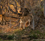 Lioness on termite mound