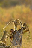 More Baboon Fun