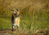 Lechwe I