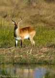 Lechwe Reflection