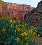 Saddle Canyon, Sunrise- River Mile 47.5