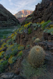 Sunset Granite and cactus - River Mile 96.5