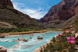 Little Colorado Blooms - Horizontal - River Mile 61.7