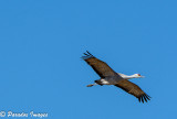 Sandhill Crane in flight