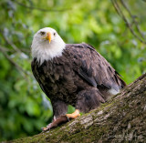 Eagle with Catch