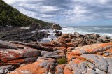 Cropped Version Of Lichen Rock