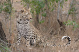 Leopard Posing