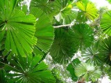 rainforest_plants_tanetahi_revised.jpg