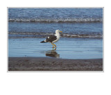 Mexican Gull