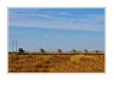 Harvesting Lentils