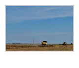 Harvesting Lentils