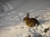 1532: Rabbit in the snow