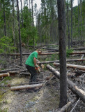 Heavy Going In Thick Blow-Down Timber, First Mile (EastCreek_062713_032-5.jpg)