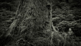 Sitka Spruce & Photographer, Hoh Rainforest(OlympicPeninsula_041116_128-1.jpg)