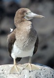  A young blue-footed booby, the colour of its feet hasnt turned blue yet