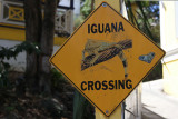 Cruz Bay, St. John iguana crossing
