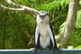 Howards best mona monkey picture at Grand Etang parking lot