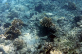 Went snorkeling with The Six Passengers.  I wimped out, but Howard did some photography with his new camera from Costco