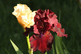 Wine red and yellow irises