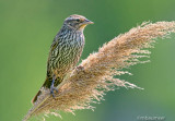 Red-Winged Blackbird (Female)