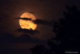 Waning Gibbous Moon