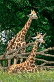 Giraffe 55758
