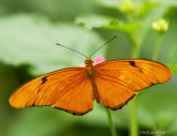 Julia Butterfly (Dryas iulia) 55999