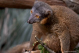 Collared Lemur 56039