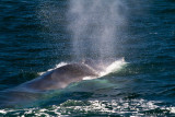 Finback Whale 56873