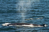 Finback Whale 56931