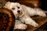 Eva, The Dog, Relaxing On The Leather Chair