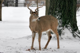 Buck Checking The Area