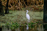 Snowy Egret Bayou 62465