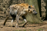 Hyena 66557