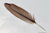 A Feather