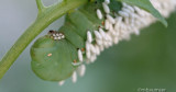 Tomato Hornworm