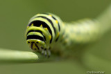 Eastern Black Swallowtail Caterpillar 75617