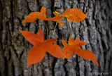 Leaves On A Tree