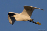 Great White Egret