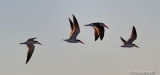 Black Skimmers 86319