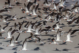 Black Skimmers 87088