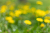 Dandelion Garden