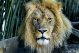 Lion 92401