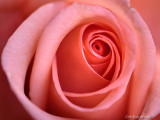 Pink Rose