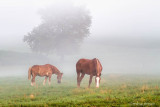 Foggy Morning Lancaster PA