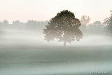 Tree In The Fog, Lancaster